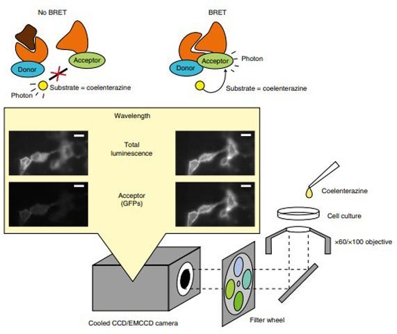 Bioluminescence resonance energy transfer–based imaging of protein–protein interactions in living cells